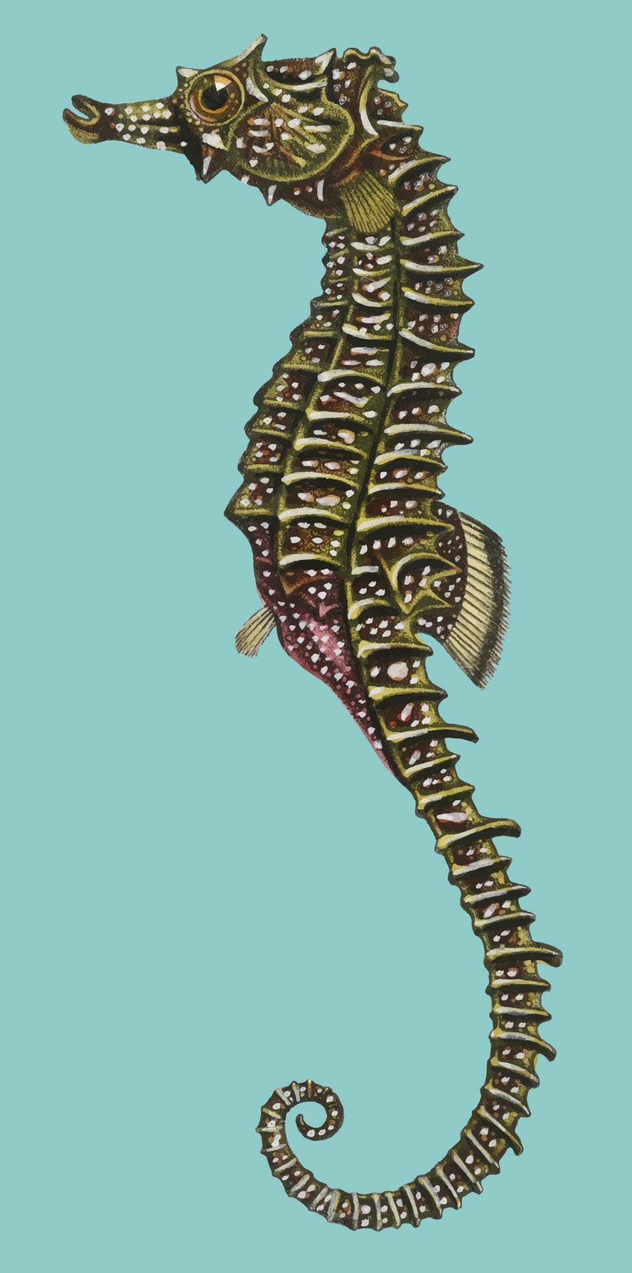 L'Hippocampe, 2 people · 21 m²